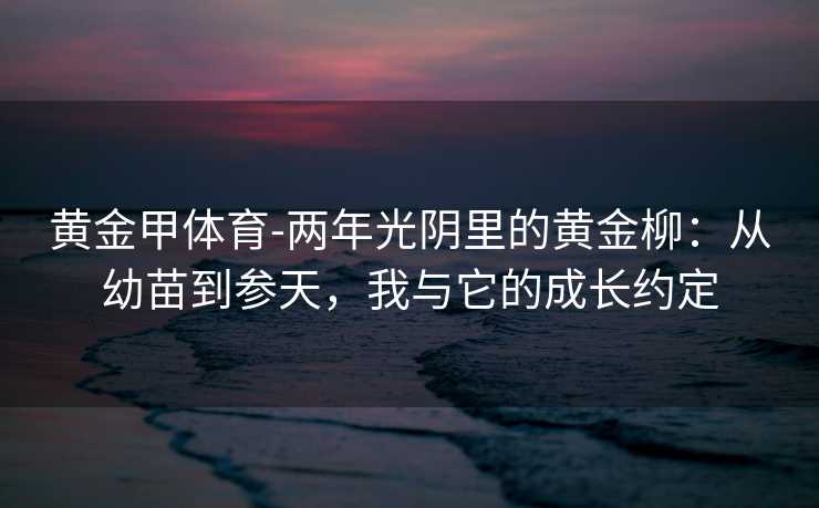 黄金甲体育-两年光阴里的黄金柳：从幼苗到参天，我与它的成长约定